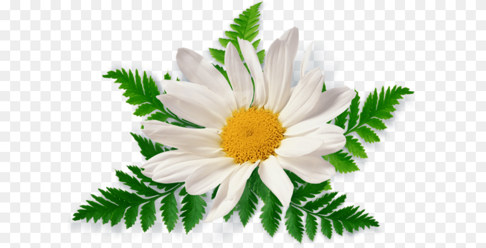 Chamomile, Daisy, Flower, Plant, Anemone Free Png