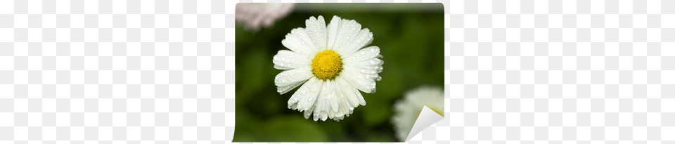 Chamomile, Daisy, Flower, Plant, Petal Free Png Download