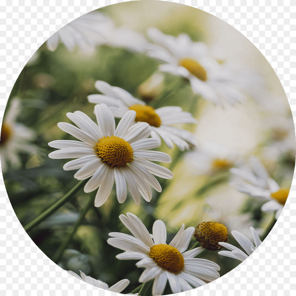 Chamomile, Daisy, Flower, Plant, Pollen Png
