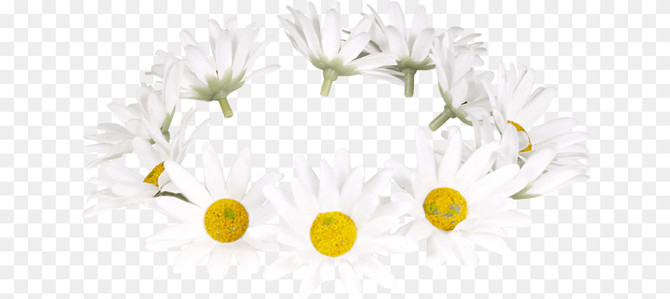 Chamomile, Daisy, Flower, Petal, Plant Png