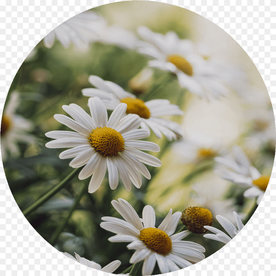 Chamomile Chamomile, Daisy, Flower, Plant, Pollen Png