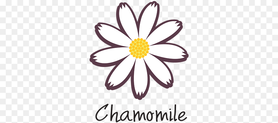 Chamomile Chamomile, Daisy, Flower, Petal, Plant Png
