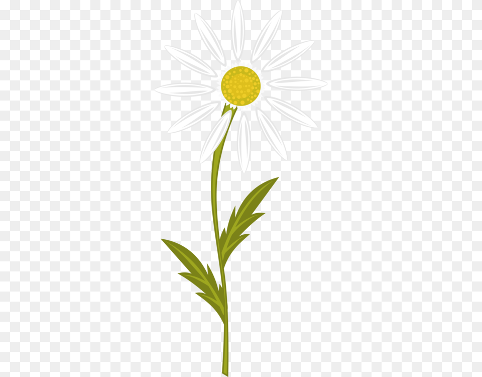 Chamomile Computer Icons Download Flower Drawing, Daisy, Plant Free Png