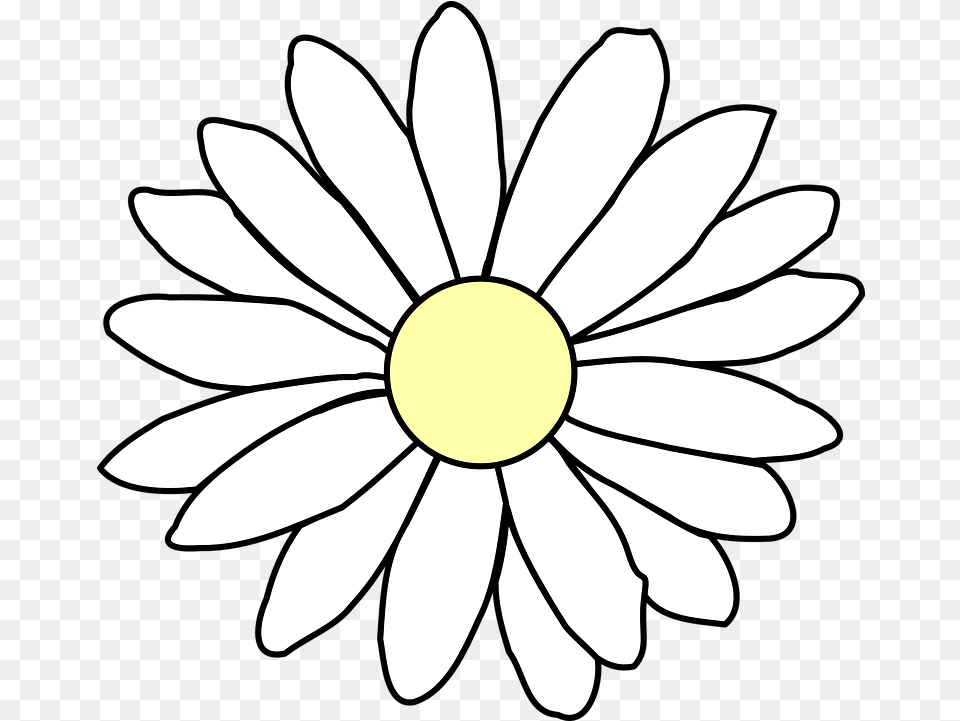 Chamomile Daisy White Vector Graphic On Pixabay Flower Outline Transparent Background, Plant, Petal, Anemone Free Png