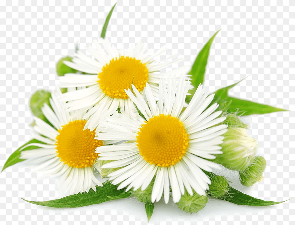 Chamomile Hd Camomila Romana, Daisy, Flower, Plant, Flower Arrangement Png