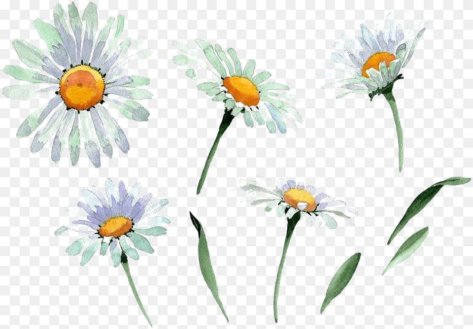 Chamomile Transparent Background Watercolor Chamomile, Daisy, Flower, Plant Free Png