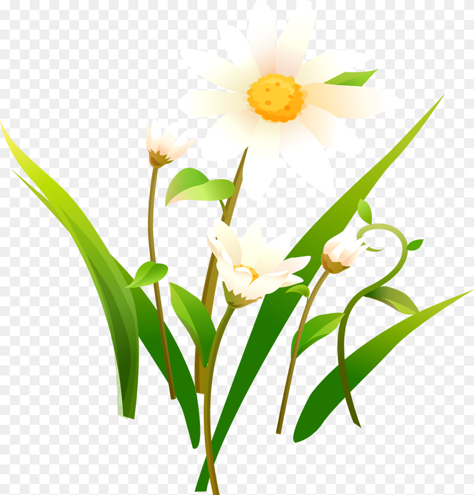 Chamomile Transparent Chamomile, Plant, Flower, Daisy, Art Png