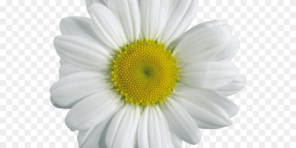 Chamomile Transparent Images Chamomile, Daisy, Flower, Plant, Anemone Png Image