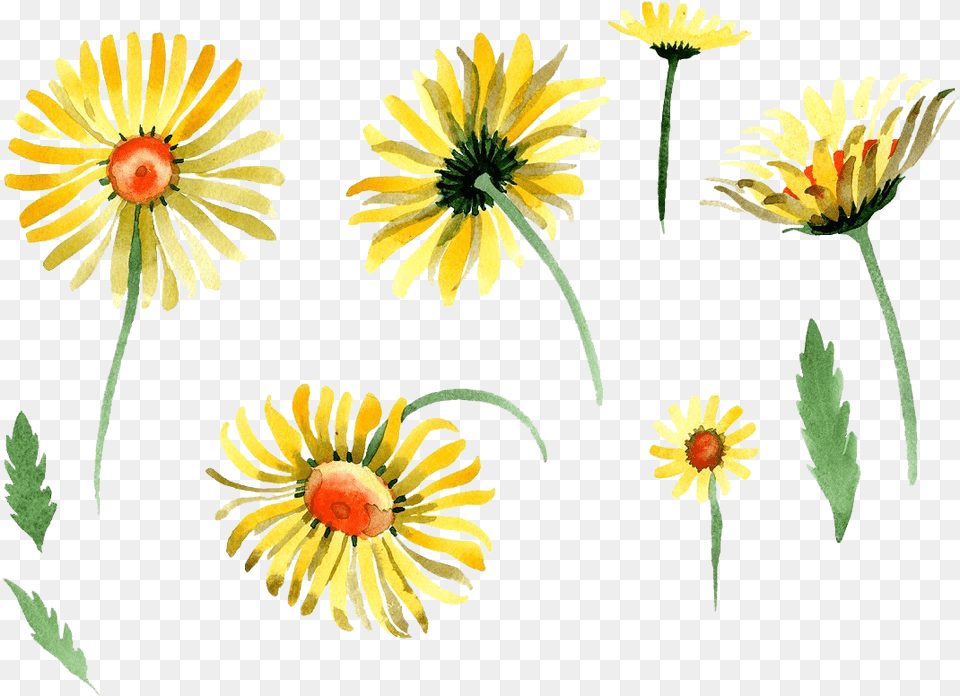 Chamomile Watercolor, Daisy, Flower, Petal, Plant Free Png Download