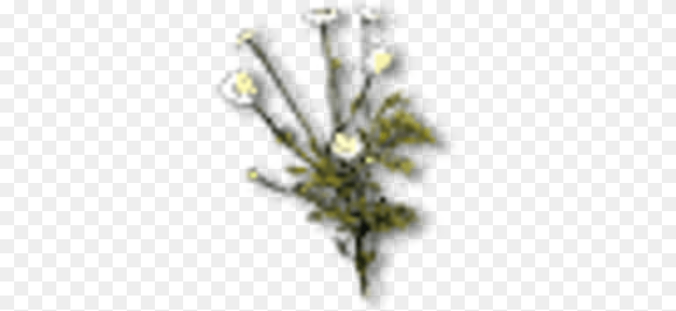 Chamomile Witcher Wiki Fandom Artificial Flower, Plant, Flower Arrangement, Flower Bouquet, Art Free Png Download