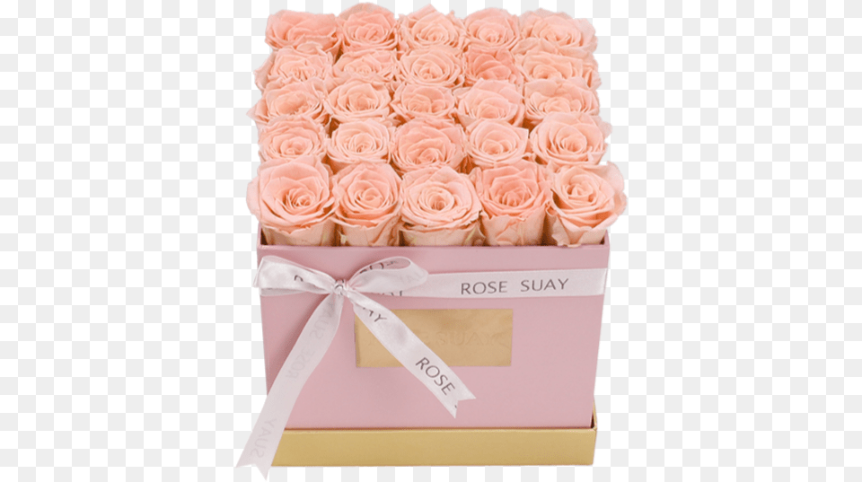 Champagne Eternity Roses Medium White Square Box Rosesuay Garden Roses, Birthday Cake, Plant, Food, Flower Bouquet Png