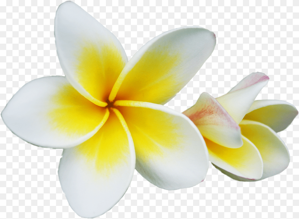 Champak Plumeria Rubra Flower Clip Art Transprent Frangipani Clipart, Dahlia, Petal, Plant Png Image