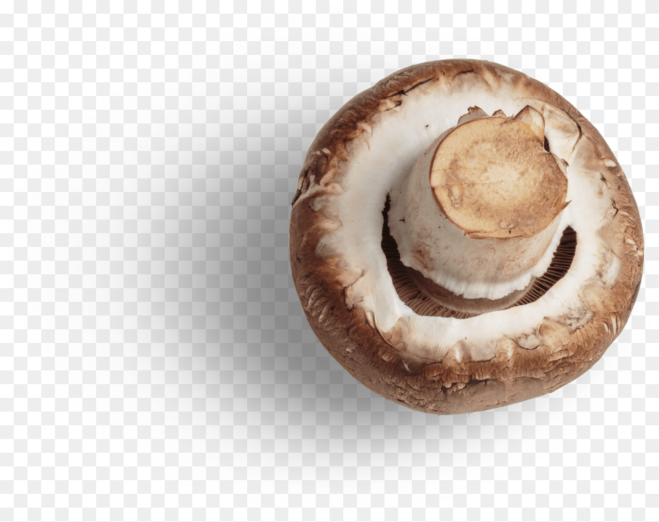 Champignon Graphic Asset Common Mushroom Free Png