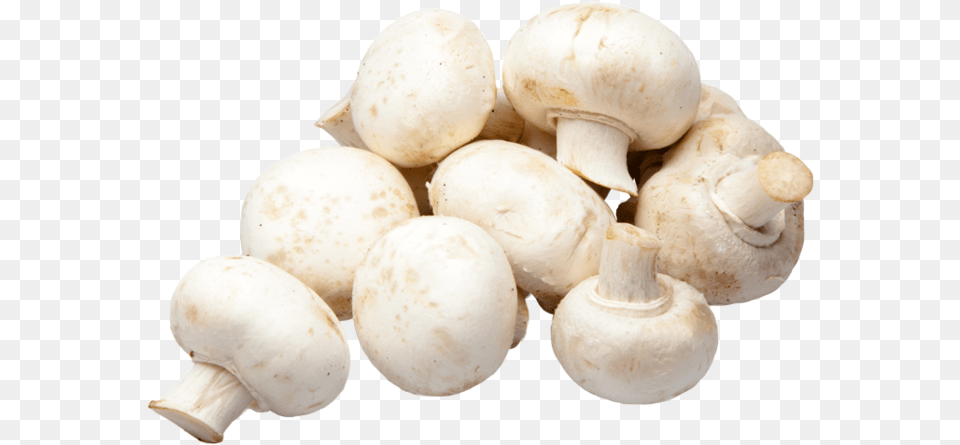 Champignon Mushroom, Fungus, Plant, Agaric, Amanita Free Transparent Png