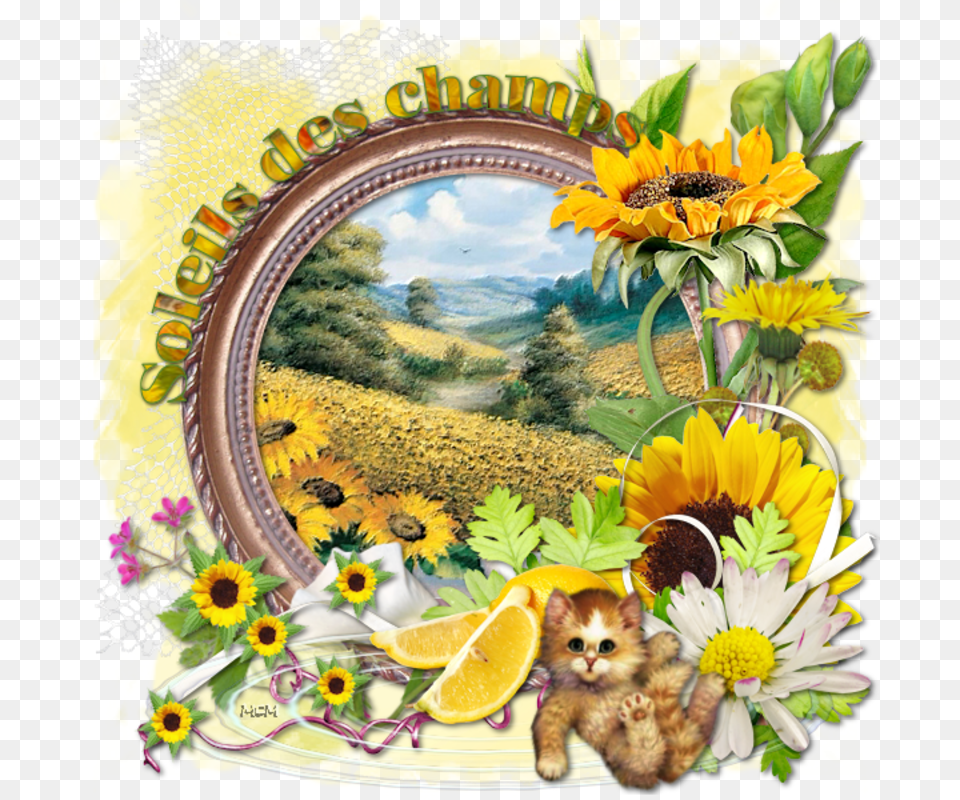 Champs De Tournesols En, Plant, Daisy, Flower, Sunflower Png Image