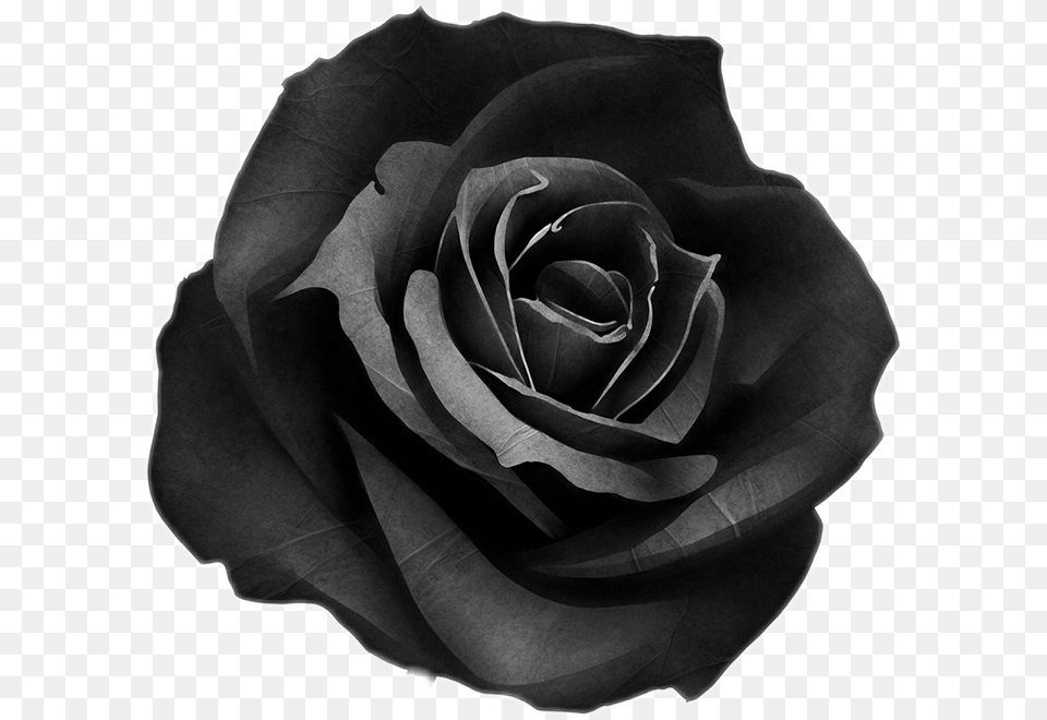 Chanel Blackrose Freetoedit Tattoo Black Rose, Flower, Plant Free Transparent Png