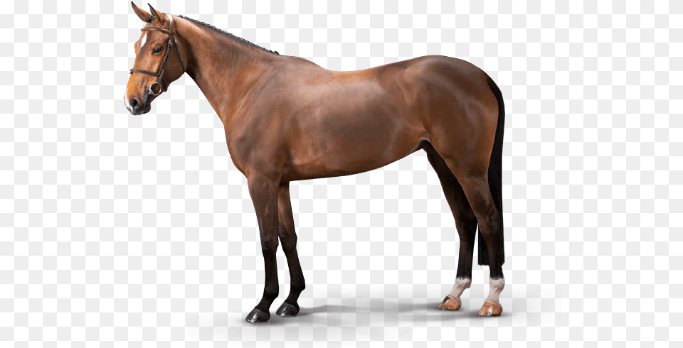 Chanel Vant Ameldonk Z Luigi D Eclipse Stallion, Animal, Colt Horse, Horse, Mammal Png Image