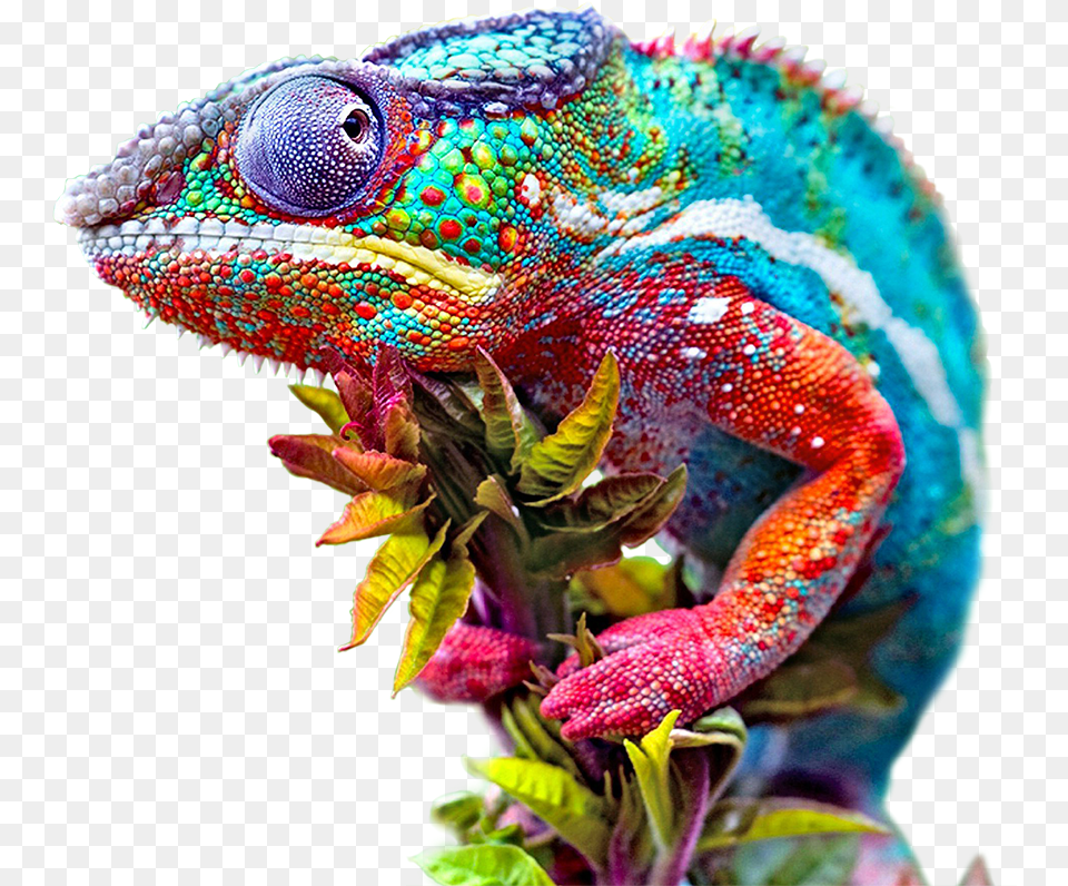Change Agency Chameleon Adapts Play X Store Universal 3 In 1 Clip On 04 X Super Wide, Animal, Iguana, Lizard, Reptile Free Png Download