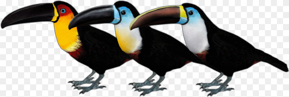 Channel Billed Toucan Zt2 Toucan, Animal, Beak, Bird Free Transparent Png
