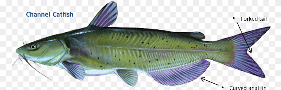 Channel Catfish, Animal, Fish, Sea Life, Cod Free Png