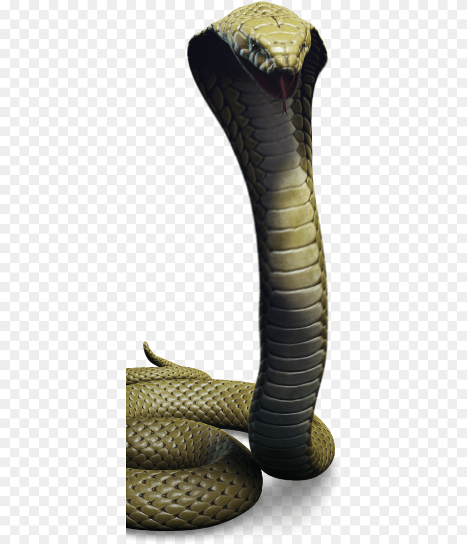 Character Cobra Jungle Thumbnail King Cobra, Animal, Reptile, Snake Free Transparent Png
