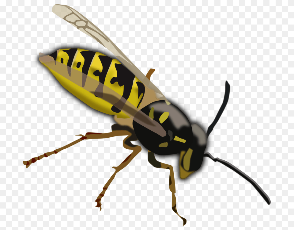 Characteristics Of Common Wasps And Bees Insect Characteristics, Animal, Bee, Invertebrate, Wasp Png Image