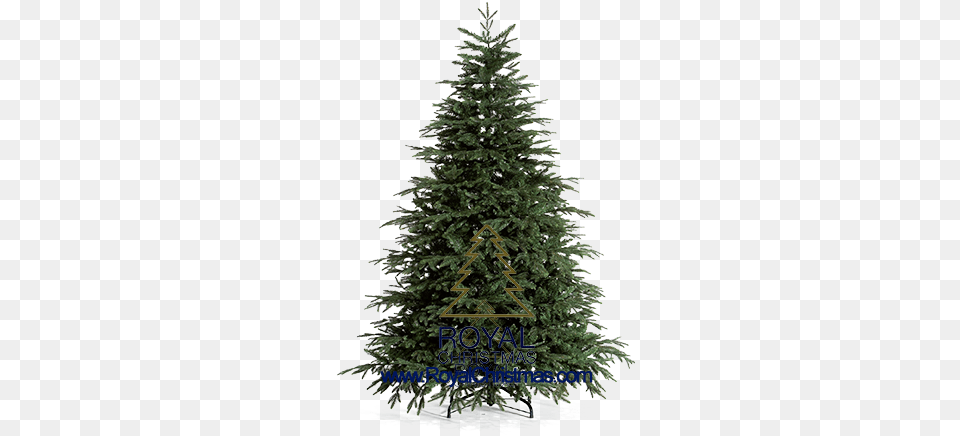 Characterize Are The More Pointed Branches Outdoor Christmas Tree, Fir, Pine, Plant, Christmas Decorations Png