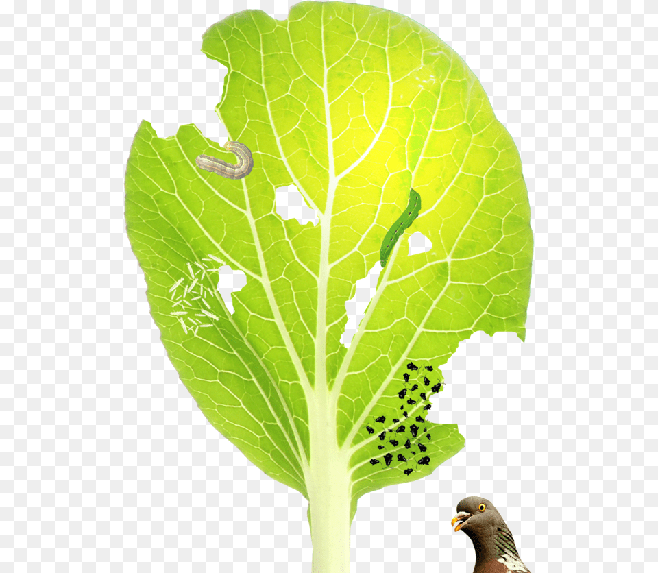 Chard, Animal, Insect, Invertebrate, Bird Png Image