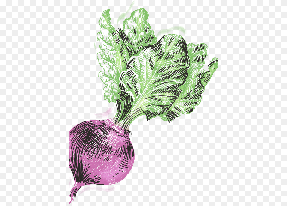 Chard, Food, Produce, Plant, Turnip Png Image