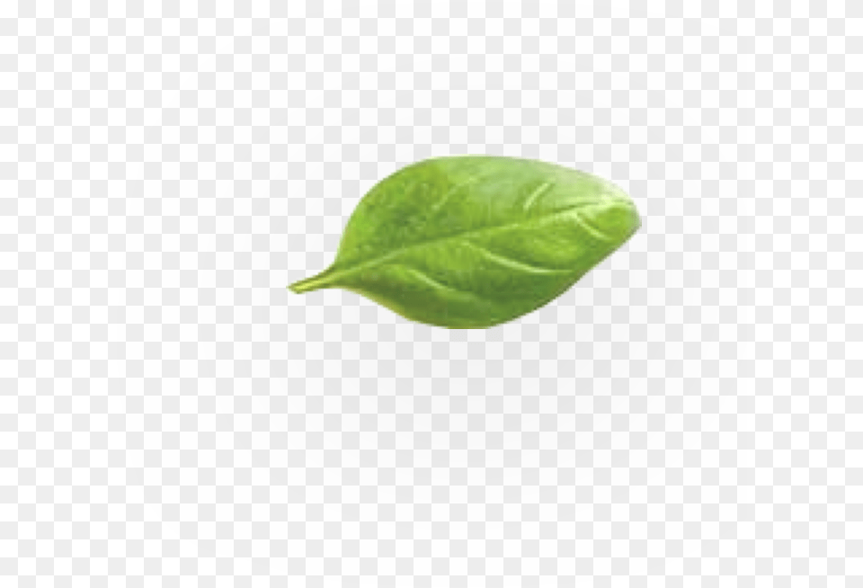 Chard, Leaf, Plant, Flower, Food Png Image