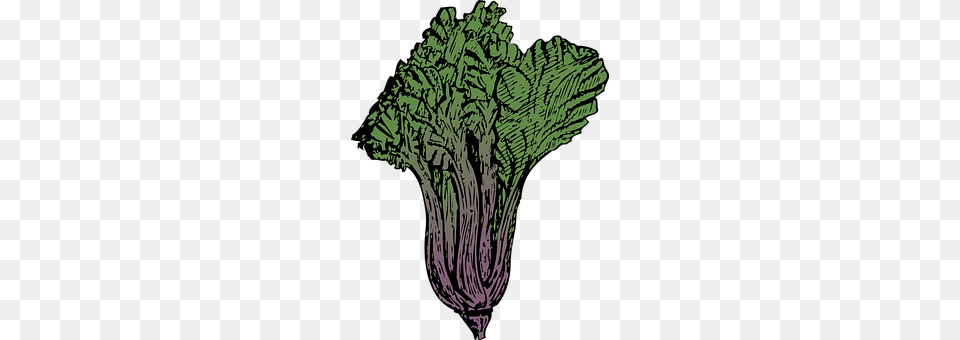 Chard Green, Food, Kale, Leafy Green Vegetable Free Png Download