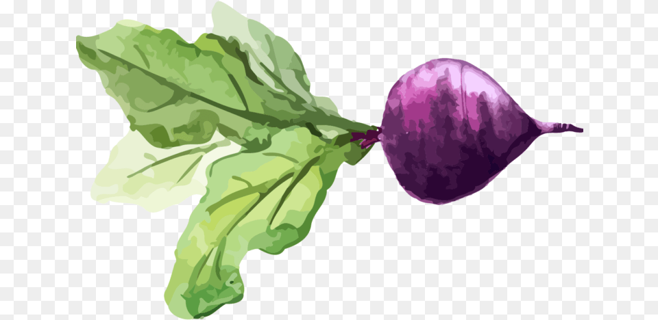 Chard Turnip Watercolor Painting Vegetable Food Food Watercolor, Produce, Purple Free Png