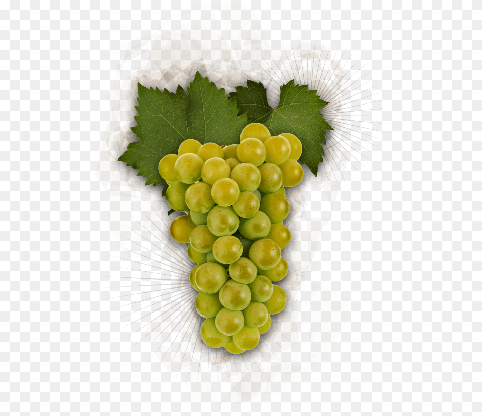 Chardonnay Grapes Chardonnay Grapes Transparent Background, Produce, Food, Fruit, Plant Png