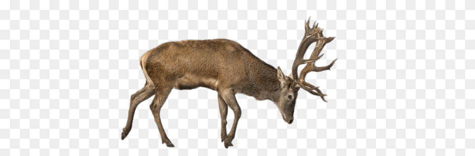 Charging Reindeer Caribou, Animal, Deer, Mammal, Wildlife Free Png Download