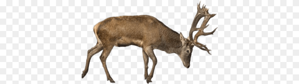 Charging Reindeer Red Deer White Background, Animal, Mammal, Wildlife, Elk Free Png