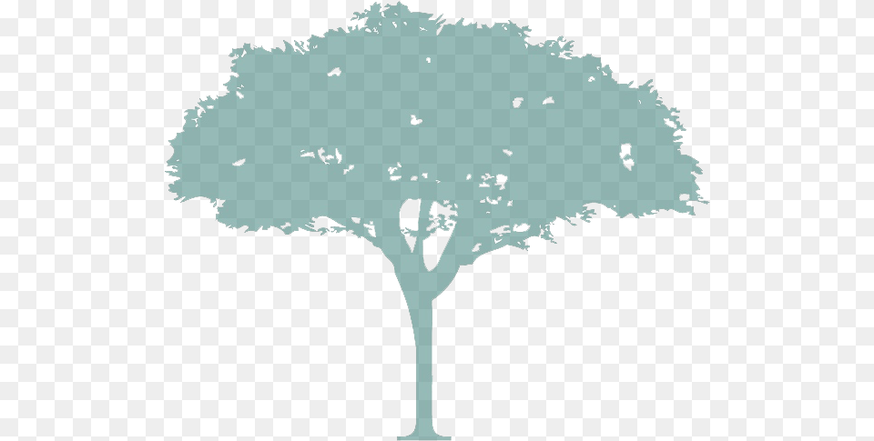 Charities Brookwood Florida St Petersburg Fl Lovely, Plant, Tree, Oak, Sycamore Free Transparent Png