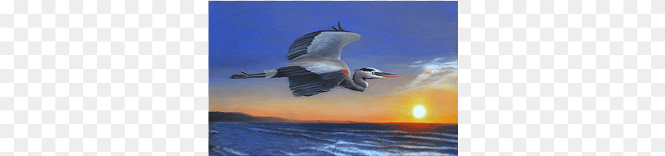 Charles Wallis Great Blue Heron, Animal, Bird, Waterfowl, Crane Bird Free Png