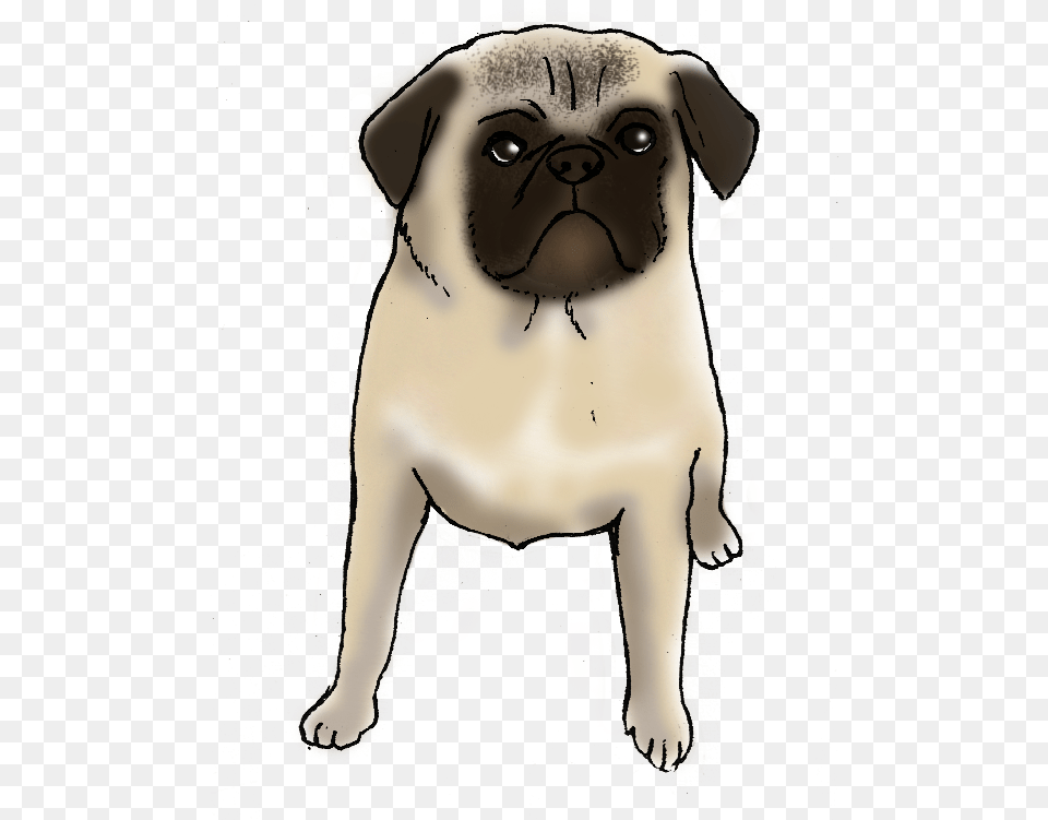 Charlie A Life With Pug, Animal, Canine, Mammal, Pet Free Transparent Png