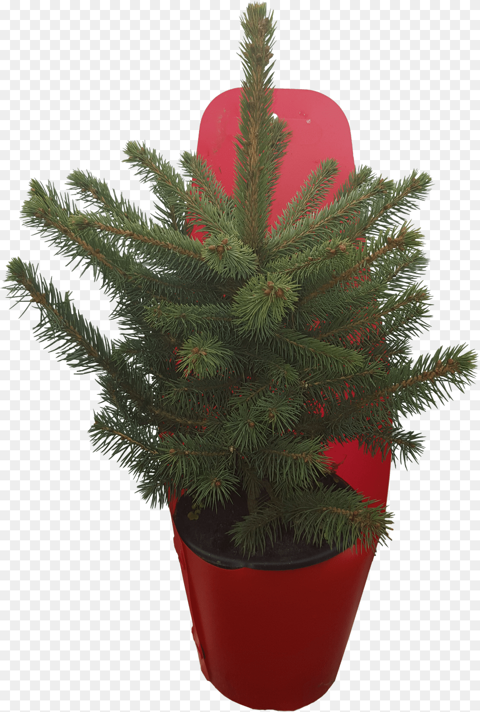 Charlie Brown Christmas Tree Balsam Fir Png Image