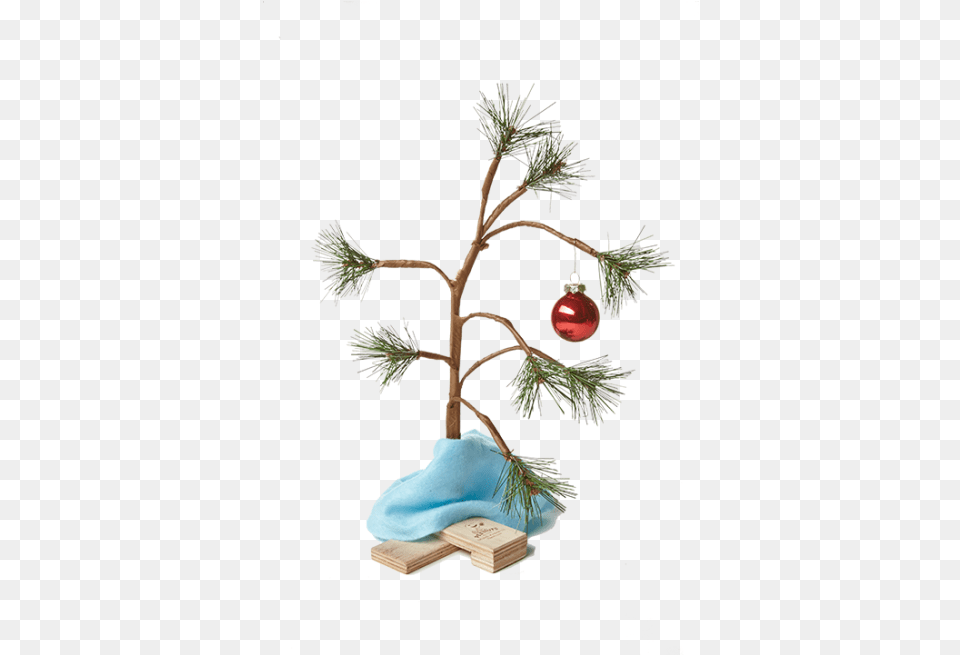Charlie Brown Christmas Tree Charlie Brown Christmas Charlie Brown Christmas Tree Background, Plant, Christmas Decorations, Festival Free Png