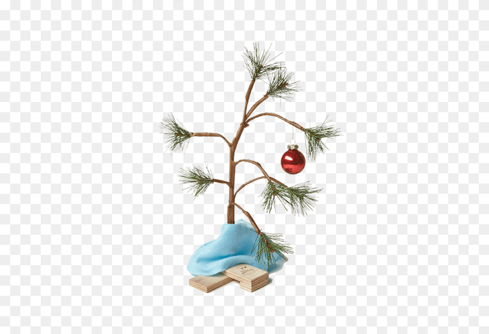 Charlie Brown Christmas Tree Transparent Charlie Brown Tree, Plant, Christmas Decorations, Festival Png Image