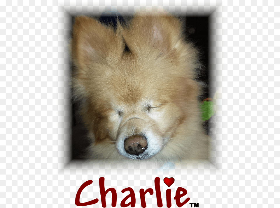 Charlie Trademark Change, Animal, Canine, Dog, Mammal Free Png