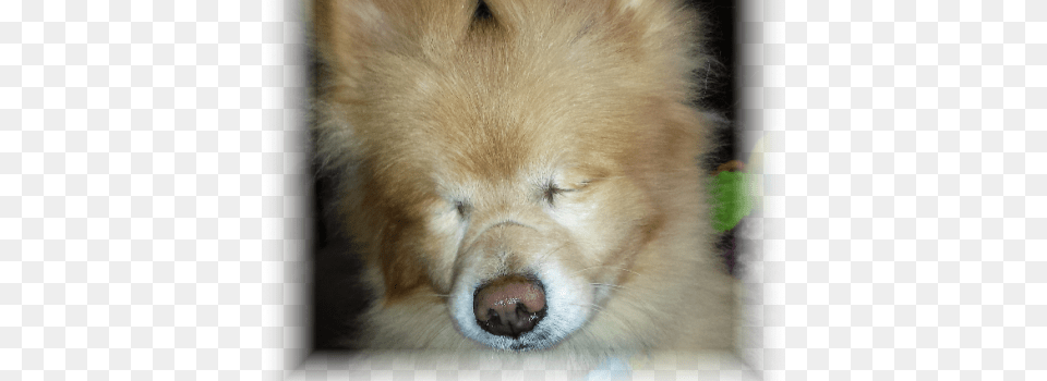 Charlie Trademark Companion Dog, Animal, Canine, Mammal, Pet Png