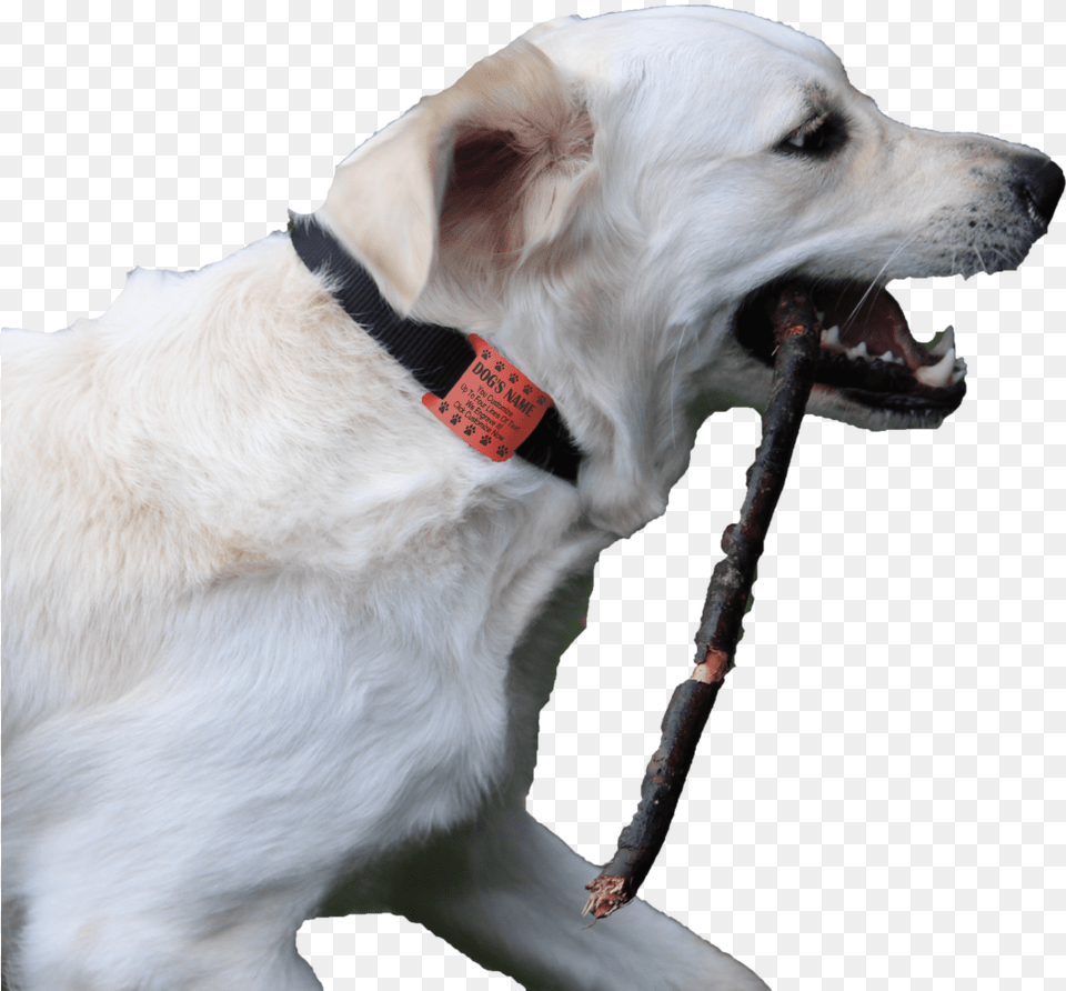 Charliegh With Oranage Tag Min Dog Catches Something, Animal, Canine, Labrador Retriever, Mammal Free Png