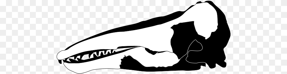 Charlotte Whale Skull, Ct Scan, Stencil, Smoke Pipe Png