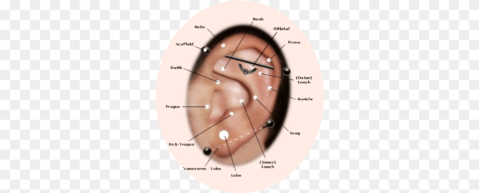 Chart Showing Where You Can Have Piercings Cute Ear Piercings, Body Part, Baby, Person Free Transparent Png