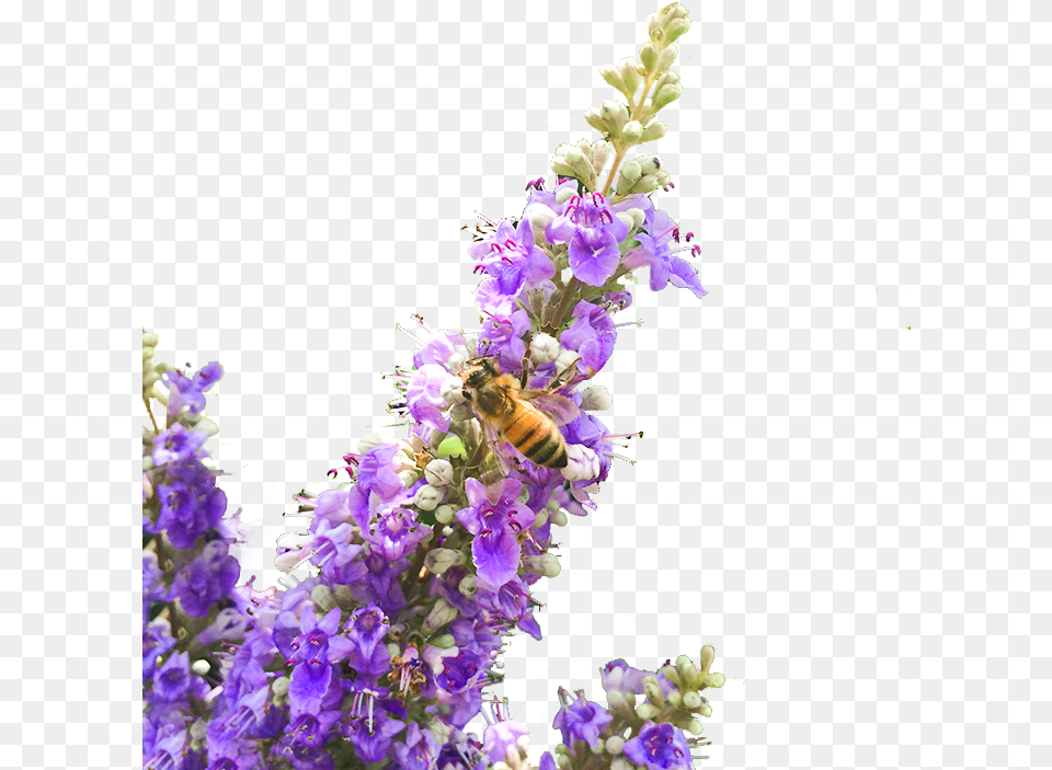 Chaste Berry Tinctureclass Lazyload Lazyload Fade, Animal, Invertebrate, Insect, Bee Free Png