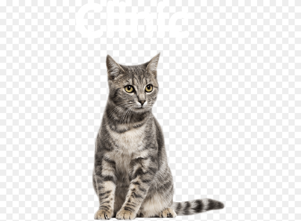 Chat Assis Gris Et Blanc Cat, Animal, Mammal, Pet, Manx Free Png