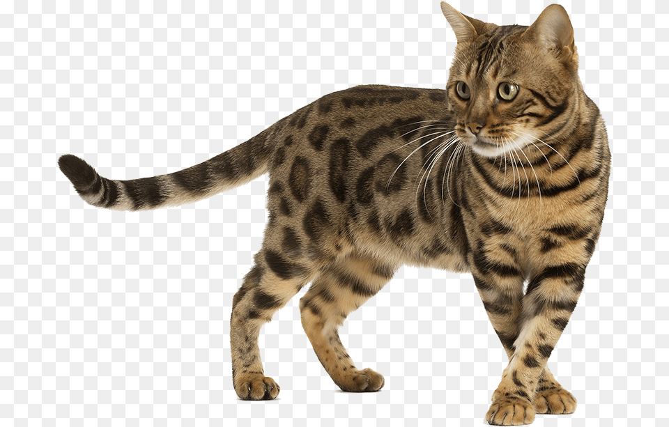 Chat Bengal Background Bengal Cat, Animal, Mammal, Pet, Manx Png Image