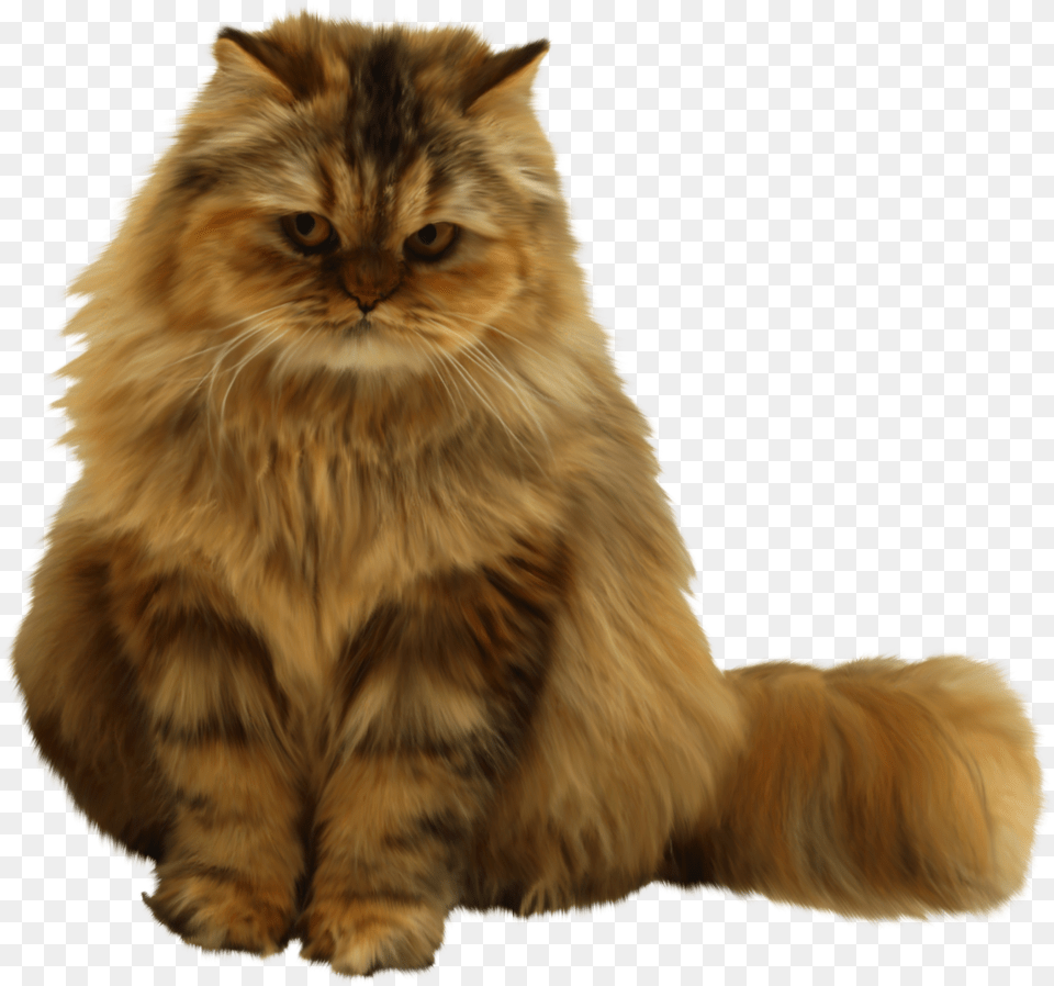 Chat Koshka Na Belom Fone, Angora, Animal, Cat, Mammal Png Image